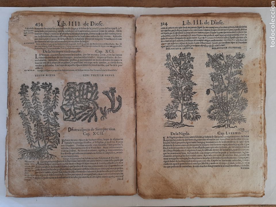 Libros antiguos: Hojas sueltas de libro de Botanica - Foto 1