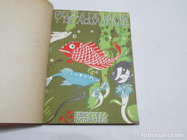 Libros antiguos: PECES DE MAR Y DE AGUA DULCE - ANGEL CABRERA - 1936 - Foto 2