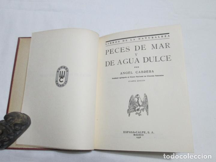 Libros antiguos: PECES DE MAR Y DE AGUA DULCE - ANGEL CABRERA - 1936 - Foto 3