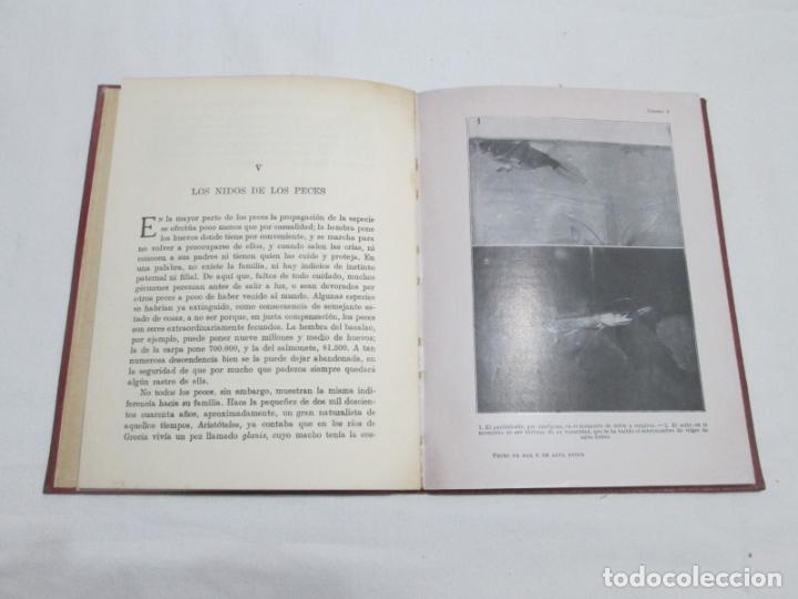 Libros antiguos: PECES DE MAR Y DE AGUA DULCE - ANGEL CABRERA - 1936 - Foto 4