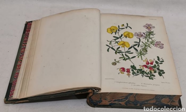 Libros antiguos: ROBERT THOMPSON. The gardeners assistant. practical and scientific. 1857. el asistente del jardinero - Foto 3 - 219769436