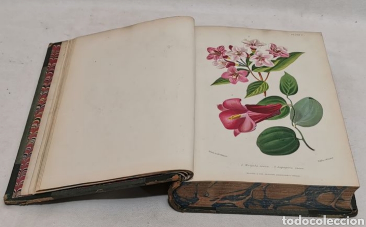 Libros antiguos: ROBERT THOMPSON. The gardeners assistant. practical and scientific. 1857. el asistente del jardinero - Foto 4 - 219769436