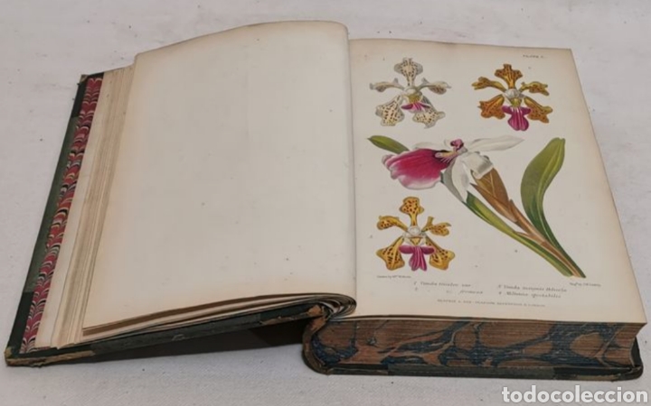 Libros antiguos: ROBERT THOMPSON. The gardeners assistant. practical and scientific. 1857. el asistente del jardinero - Foto 6 - 219769436