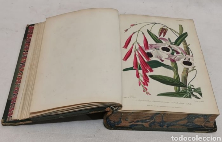 Libros antiguos: ROBERT THOMPSON. The gardeners assistant. practical and scientific. 1857. el asistente del jardinero - Foto 7 - 219769436