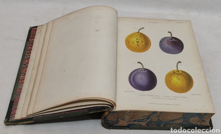 Libros antiguos: ROBERT THOMPSON. The gardeners assistant. practical and scientific. 1857. el asistente del jardinero - Foto 10 - 219769436
