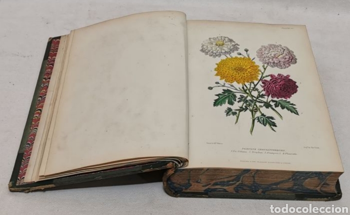 Libros antiguos: ROBERT THOMPSON. The gardeners assistant. practical and scientific. 1857. el asistente del jardinero - Foto 13 - 219769436