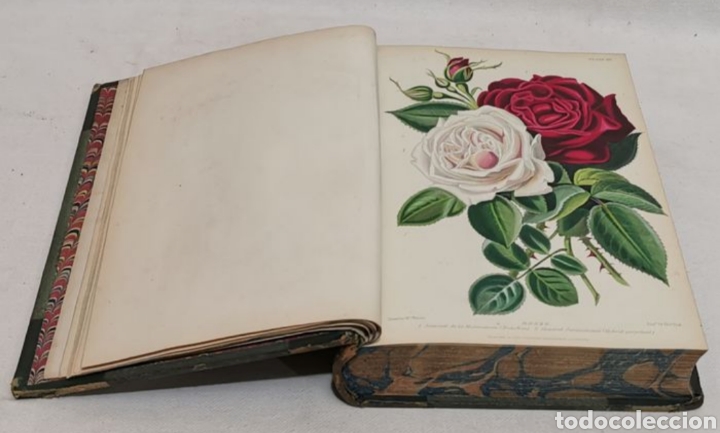 Libros antiguos: ROBERT THOMPSON. The gardeners assistant. practical and scientific. 1857. el asistente del jardinero - Foto 16 - 219769436
