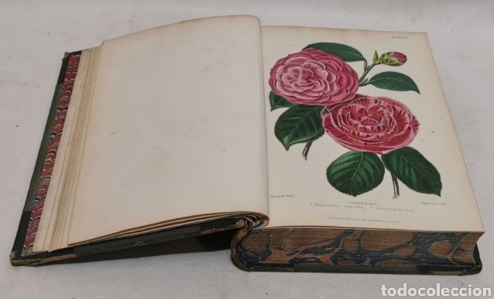 Libros antiguos: ROBERT THOMPSON. The gardeners assistant. practical and scientific. 1857. el asistente del jardinero - Foto 2 - 219769436
