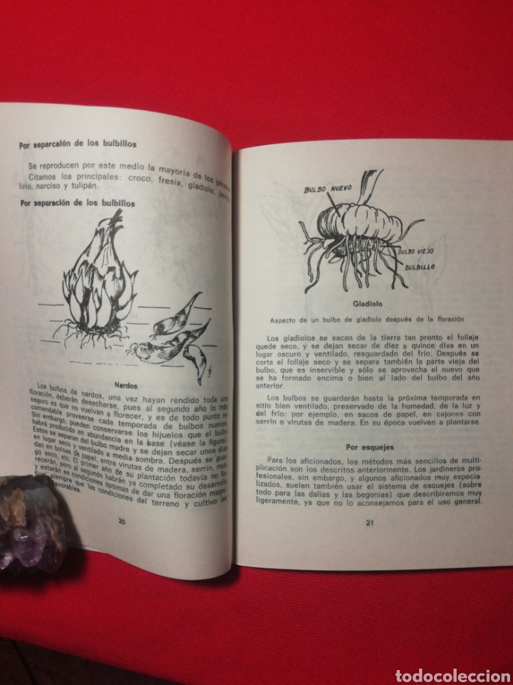 Libros antiguos: PLANTAS BULBOSAS, KANDA, LA FLOR DE LAS FLORES - Foto 3