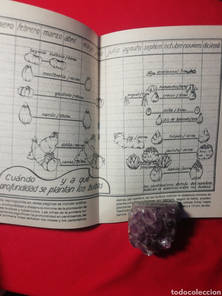 Libros antiguos: PLANTAS BULBOSAS, KANDA, LA FLOR DE LAS FLORES - Foto 4