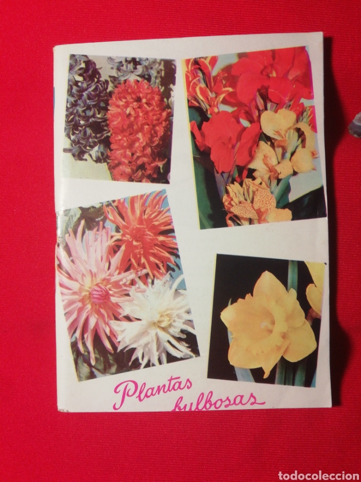 Libros antiguos: PLANTAS BULBOSAS, KANDA, LA FLOR DE LAS FLORES - Foto 1