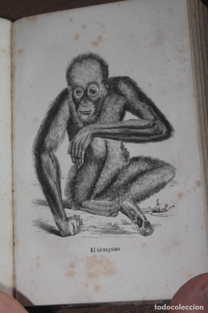 Libros antiguos: buffon historia natural, complementos, 1847 - Foto 3