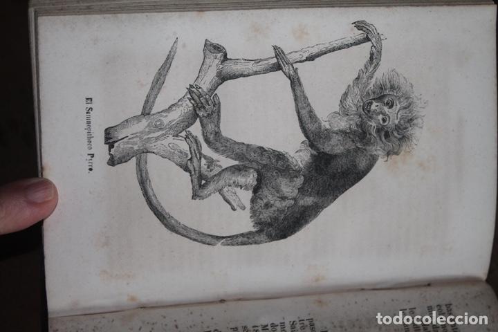Libros antiguos: buffon historia natural, complementos, 1847 - Foto 4