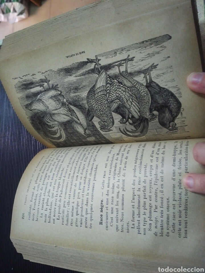 Libros antiguos: Les animaux de basse-cour. Albert Larbal&eacute;trier - Foto 9