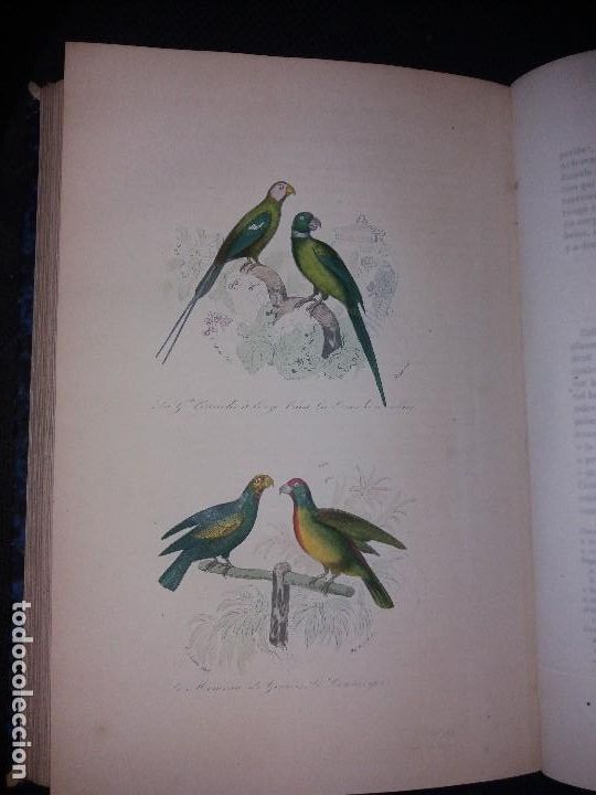 Libros antiguos: Enciclopedia completa de Buffon Historia Natural - Foto 4