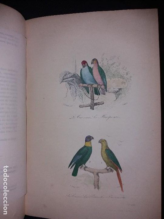 Libros antiguos: Enciclopedia completa de Buffon Historia Natural - Foto 5