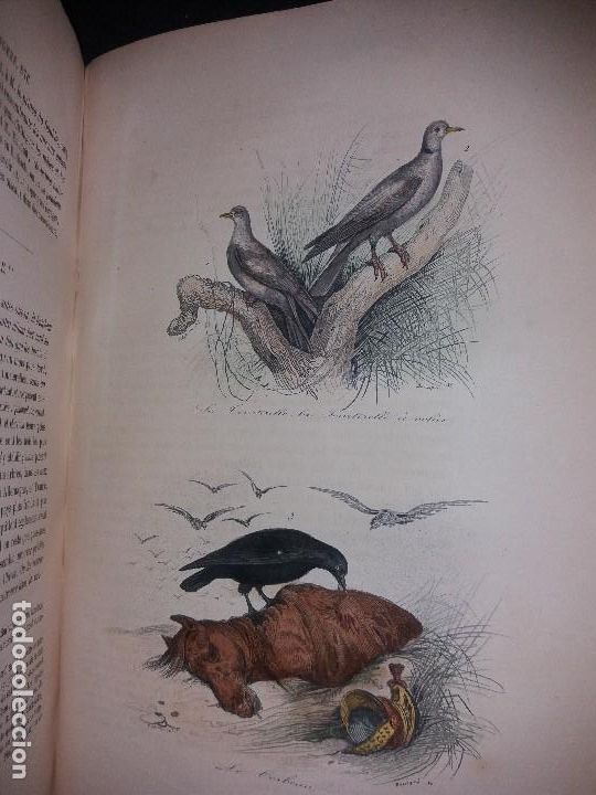 Libros antiguos: Enciclopedia completa de Buffon Historia Natural - Foto 6