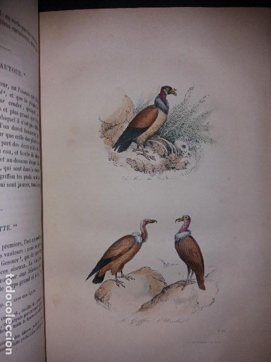 Libros antiguos: Enciclopedia completa de Buffon Historia Natural - Foto 7