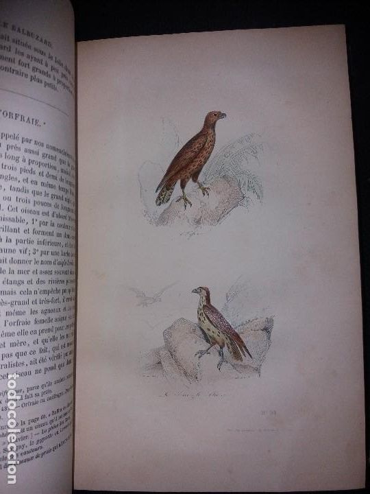 Libros antiguos: Enciclopedia completa de Buffon Historia Natural - Foto 8