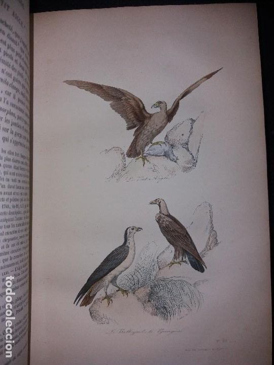 Libros antiguos: Enciclopedia completa de Buffon Historia Natural - Foto 9