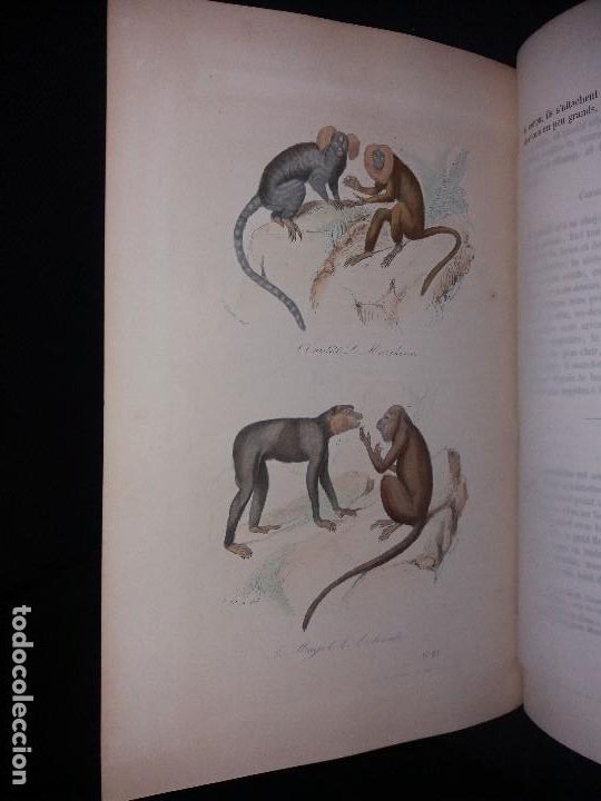 Libros antiguos: Enciclopedia completa de Buffon Historia Natural - Foto 11