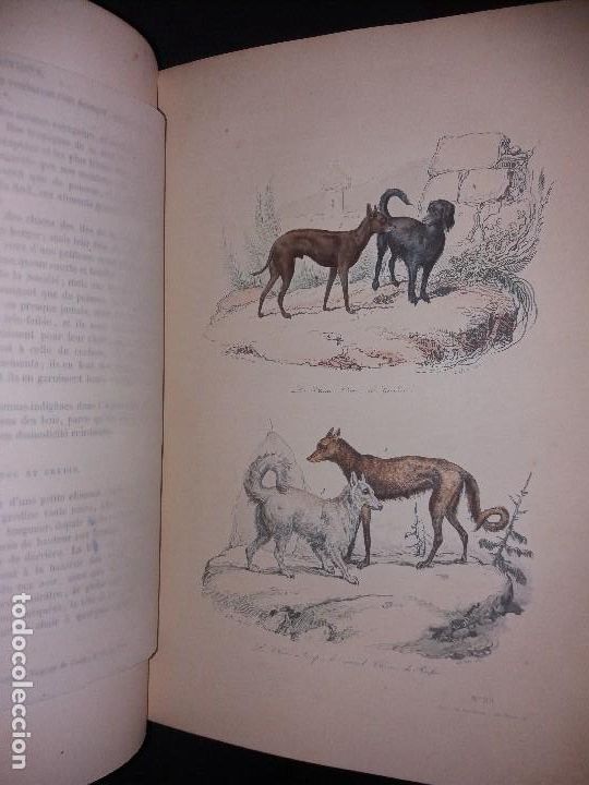 Libros antiguos: Enciclopedia completa de Buffon Historia Natural - Foto 12