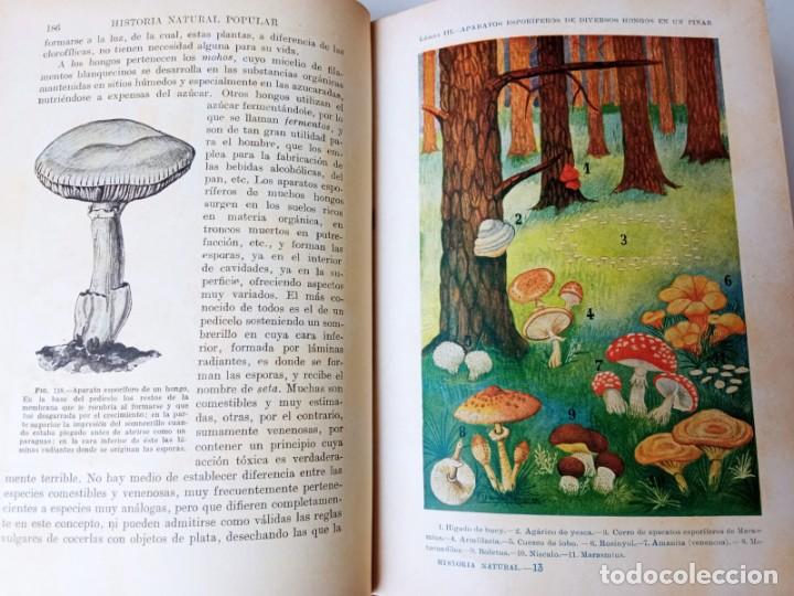 Libros antiguos: Historia Natural. Autor: Celso Ar&eacute;valo - Foto 4