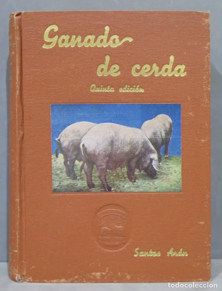 Libros antiguos: GANADO DE CERDA. SANTOS ARAN - Foto 1