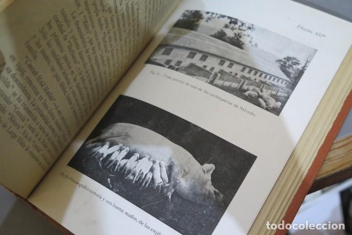 Libros antiguos: GANADO DE CERDA. SANTOS ARAN - Foto 2