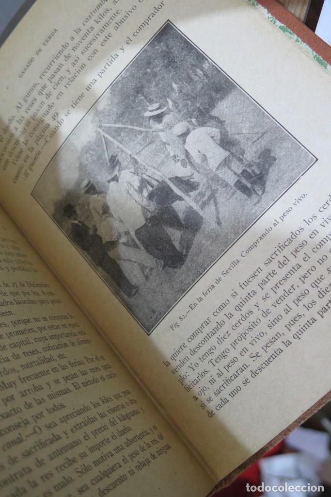 Libros antiguos: GANADO DE CERDA. SANTOS ARAN - Foto 3