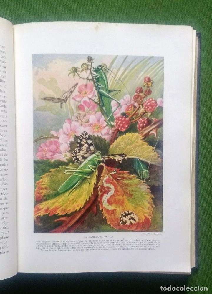 Libros antiguos: MARAVILLAS DE LA VIDA DE LOS INSECTOS - 1926 - Foto 6