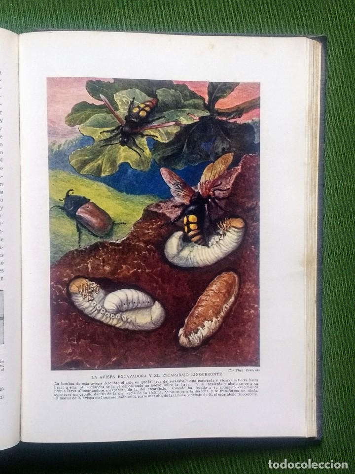 Libros antiguos: MARAVILLAS DE LA VIDA DE LOS INSECTOS - 1926 - Foto 7