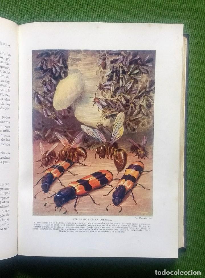 Libros antiguos: MARAVILLAS DE LA VIDA DE LOS INSECTOS - 1926 - Foto 8