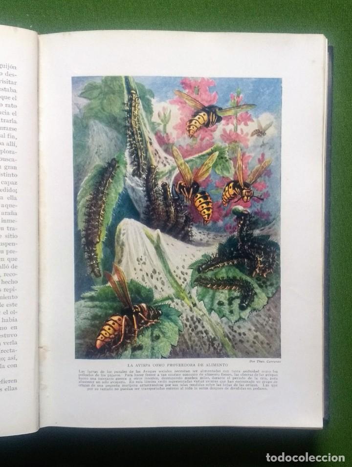 Libros antiguos: MARAVILLAS DE LA VIDA DE LOS INSECTOS - 1926 - Foto 9