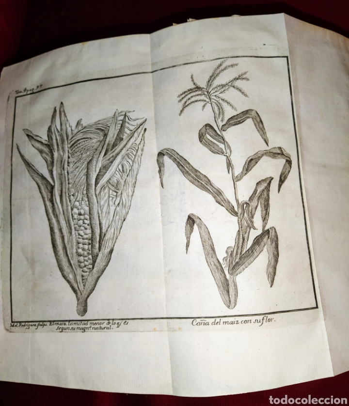 Libros antiguos: Espect&aacute;culo de la Naturaleza. Tomo IV. 1753. - Foto 11