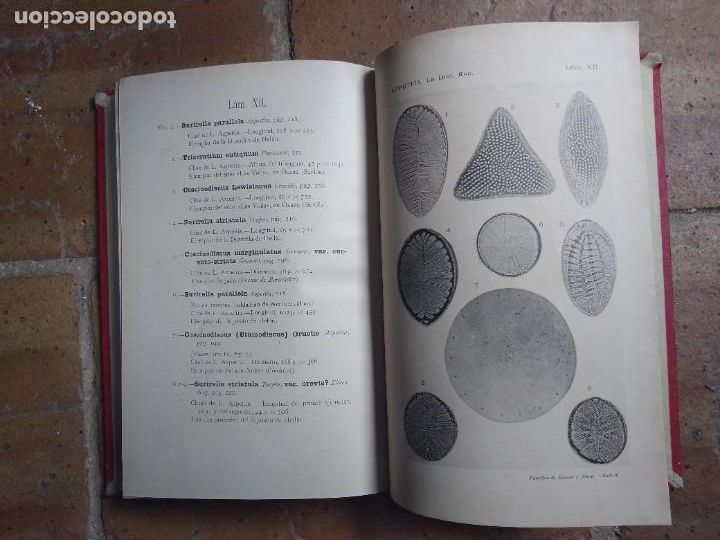 Libros antiguos: Azpeitia. Resumen de paleontolog&iacute;a. - Foto 4