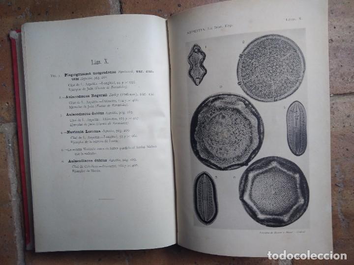 Libros antiguos: Azpeitia. Resumen de paleontolog&iacute;a. - Foto 5