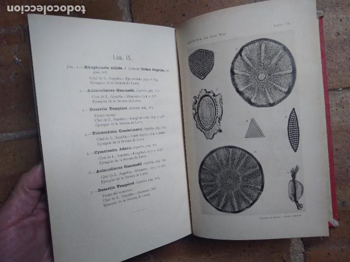 Libros antiguos: Azpeitia. Resumen de paleontolog&iacute;a. - Foto 6