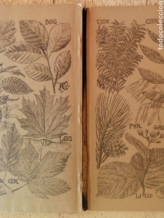Libros antiguos: Antiguo Libro Plantas Salvajes, Vilde Planter - Foto 7
