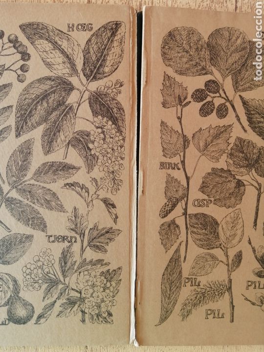 Libros antiguos: Antiguo Libro Plantas Salvajes, Vilde Planter - Foto 8