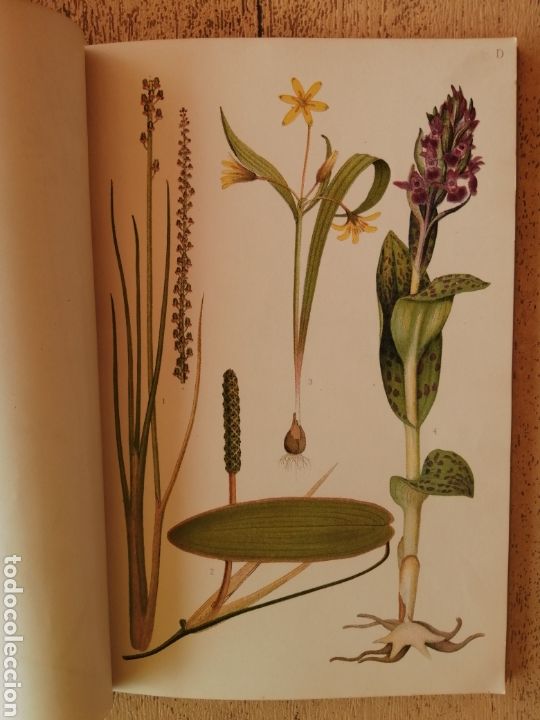 Libros antiguos: Antiguo Libro Plantas Salvajes, Vilde Planter - Foto 4