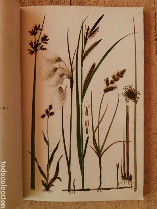 Libros antiguos: Antiguo Libro Plantas Salvajes, Vilde Planter - Foto 5