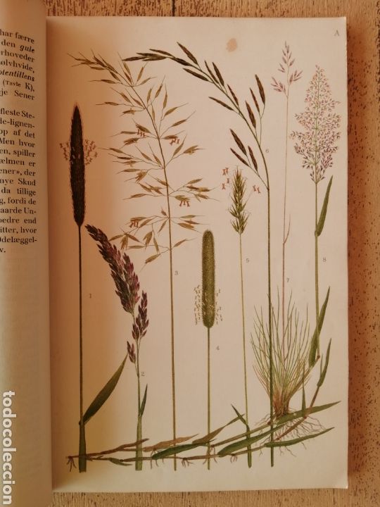 Libros antiguos: Antiguo Libro Plantas Salvajes, Vilde Planter - Foto 6