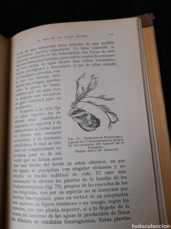 Libros antiguos: La vida en las aguas dulces de 1929 - Foto 8