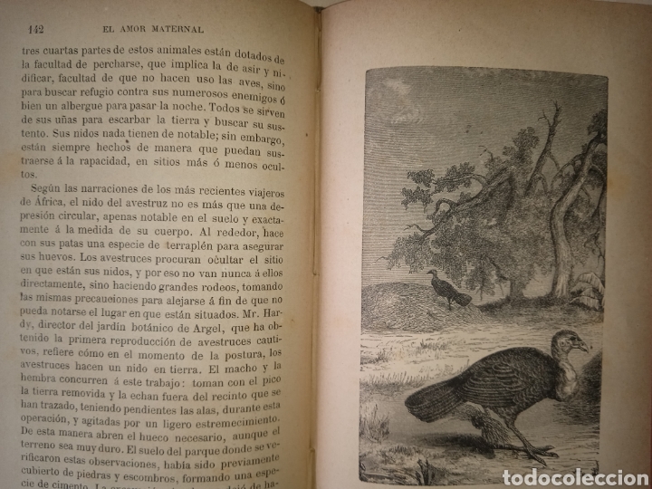 Libros antiguos: Amor maternal en los animales - Foto 2