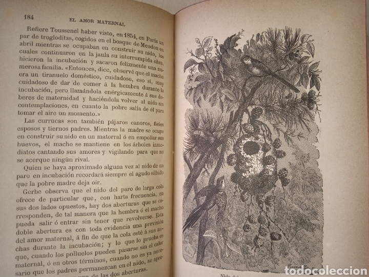 Libros antiguos: Amor maternal en los animales - Foto 3