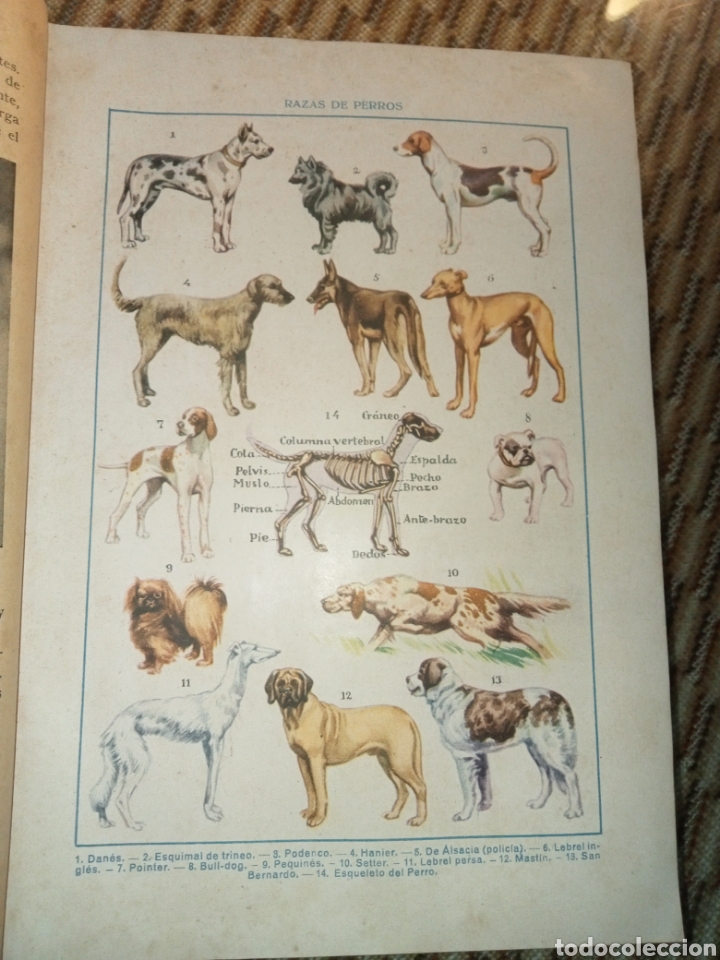 Libros antiguos: Historia Natural de la Creaci&oacute;n - Foto 7