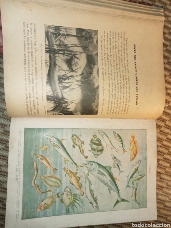 Libros antiguos: Historia Natural de la Creaci&oacute;n - Foto 10