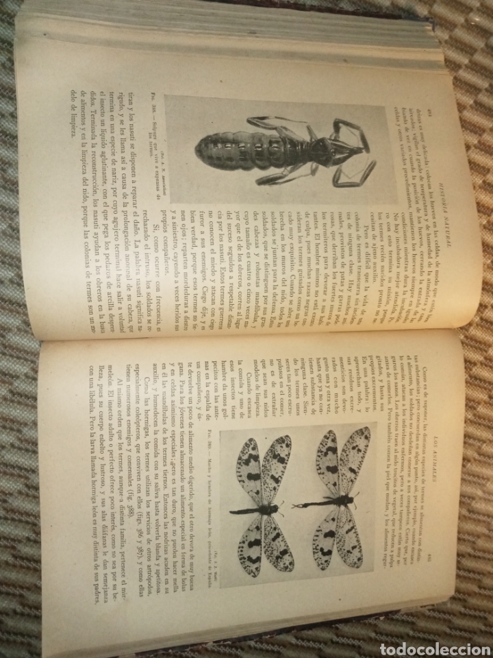 Libros antiguos: Historia Natural de la Creaci&oacute;n - Foto 12