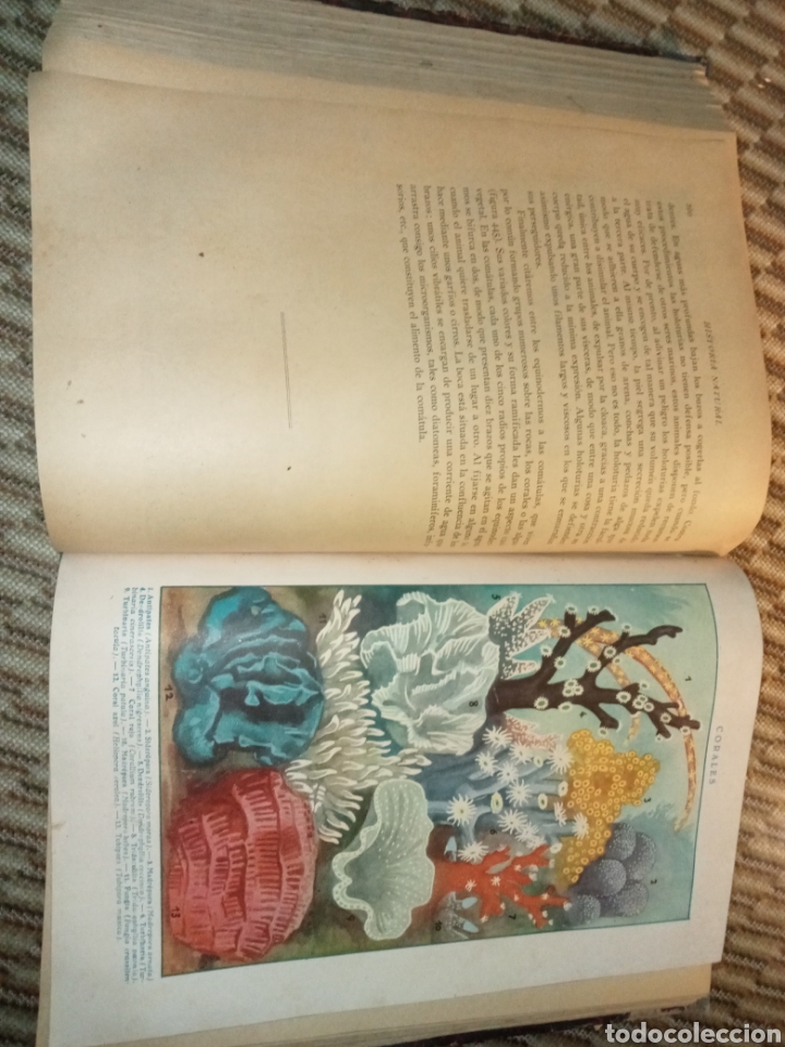 Libros antiguos: Historia Natural de la Creaci&oacute;n - Foto 13